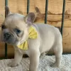 Photo №2 to announcement № 64583 for the sale of french bulldog - buy in Germany 