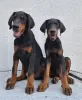 Photo №4. I will sell dobermann in the city of Kikinda. breeder - price - negotiated