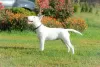 Photo №3. Miniature bull terrier puppies. Belarus