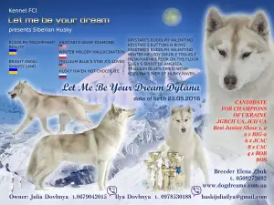 Additional photos: Siberian husky puppies, show promising