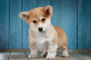 Photo №2 to announcement № 1844 for the sale of welsh corgi - buy in Russian Federation private announcement