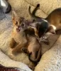 Photo №3. Mind Blowing Abyssinian kittens. Switzerland