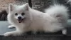 Photo №1. pomeranian - for sale in the city of Forbes Reef | 776$ | Announcement № 11006