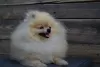 Additional photos: Pomeranian-Pomeranian Boo