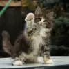 Photo №3. Female maine coon kitten for sale. Austria