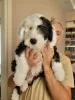 Additional photos: The Old English Sheepdog puppies