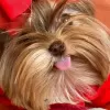 Photo №2 to announcement № 99297 for the sale of yorkshire terrier - buy in United States breeder