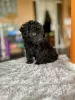 Photo №1. poodle (toy) - for sale in the city of Annecy | 329$ | Announcement № 130483