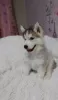 Additional photos: We offer for sale puppies of the Siberian Husky breed. From wonderful parents,