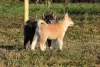 Additional photos: Akita Inu puppies