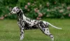 Additional photos: Dalmatian puppy with pedigree and parents champions https // obyava.ua / ru /