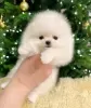 Photo №2 to announcement № 102261 for the sale of pomeranian - buy in United States private announcement