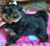 Photo №3. Yorkshire Terrier male and female. Poland