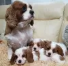 Photo №3. Gorgeous Cavalier King Charles Spaniel puppies. Germany