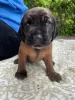 Photo №3. Bavarian mountain hound puppy. Poland