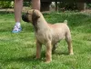 Photo №3. Boerboel (South African Mastiff) puppies for adoption. Germany