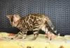 Photo №3. Cool bengal kittens. Belarus