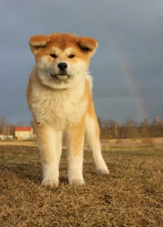 Additional photos: Akitu inu puppies from the Grand champion