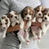 Photo №1. beagle - for sale in the city of Антверпен | 264$ | Announcement № 118041