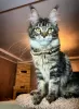 Photo №2 to announcement № 106946 for the sale of maine coon - buy in Germany private announcement