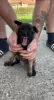 Photo №1. belgian shepherd - for sale in the city of Москва | negotiated | Announcement № 20390