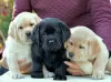 Photo №1. labrador retriever - for sale in the city of Berlin | negotiated | Announcement № 124995