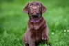 Photo №2 to announcement № 105798 for the sale of labrador retriever - buy in Croatia breeder