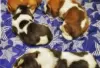 Photo №1. basset hound - for sale in the city of Förby | Is free | Announcement № 128841