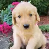 Photo №1. golden retriever - for sale in the city of Yekaterinburg | Is free | Announcement № 35497