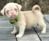 Additional photos: Pink pug puppies