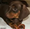 Photo №4. I will sell dachshund in the city of Москва. breeder - price - 521$