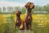 Additional photos: Champion class Hungarian Vizsla puppies