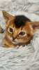 Additional photos: Elite Abyssinian kittens