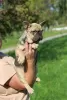 Additional photos: French Bulldog