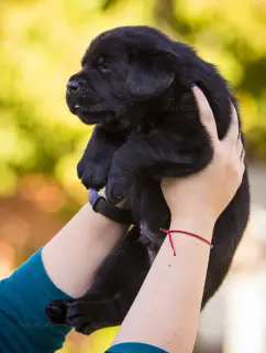 Photo №2 to announcement № 3664 for the sale of labrador retriever - buy in Ukraine from nursery, breeder