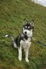 Photo №1. siberian husky - for sale in the city of Kherson | 243$ | Announcement № 9130