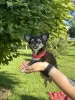 Photo №1. chihuahua - for sale in the city of Almaty | 651$ | Announcement № 114646