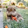 Photo №1. finnish lapphund - for sale in the city of Bucharest | Is free | Announcement № 109541