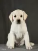 Photo №3. Fawn Labrador puppies. Russian Federation