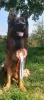 Photo №2 to announcement № 35910 for the sale of german shepherd - buy in Lithuania from nursery, breeder