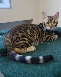 Additional photos: Very beautiful, affectionate Bengal cat