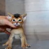 Additional photos: Abyssinian kittens