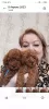 Additional photos: Rkf mini toy poodle puppies