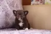 Photo №1. chihuahua - for sale in the city of St. Petersburg | 325$ | Announcement № 95026