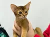 Additional photos: Abyssinian kittens