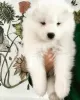 Photo №1. samoyed dog - for sale in the city of Katowice | 423$ | Announcement № 43035