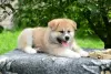 Additional photos: Akita inu puppies