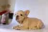 Additional photos: Lovely French bulldog puppies