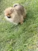 Additional photos: Pomeranian