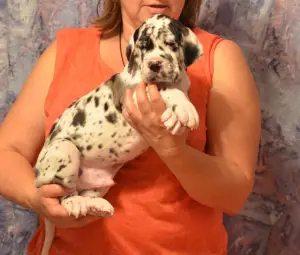 Additional photos: Great Dane puppies